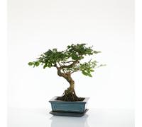 BOTANIC®-Bonsaï botanic Ligustrum avec pot et soucoupe - Taille 3,2