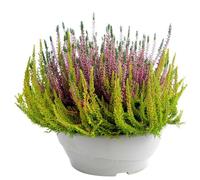 BOTANIC®-Bruyère callune ou Calluna (Erica) couronne à fleurs multicolores - La coupe diamètre 23 cm