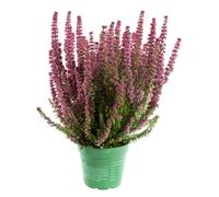 BOTANIC®-Bruyère gracilis rouge - Le pot de 1 litre