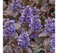 BOTANIC®-Bugle rampant - Le pot de 9 x 9 cm