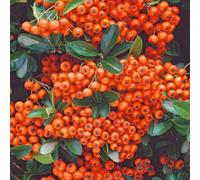 BOTANIC®-Buisson ardent à baies oranges (Pyracantha). Le pot de 3 litres
