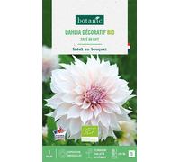 BOTANIC®-Bulbe de fleurs Dahlia décoratif Café au lait bio botanic - 1 bulbe