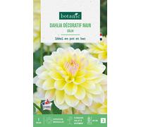 BOTANIC®-Bulbe de fleurs Dalhia buisson Calin botanic - 1 bulbe