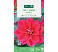 BOTANIC®-Bulbe de fleurs Dalhia buisson Mille Feux botanic - 1 bulbe