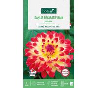BOTANIC®-Bulbe de fleurs Dalhia décoratif nain Dynastie botanic - 1 bulbe