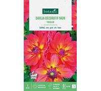 BOTANIC®-Bulbe de fleurs Dalhia décoratif nain Tricolor botanic - 1 bulbe
