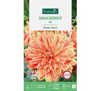 BOTANIC®-Bulbe de fleurs Dalhia décoratif Neo botanic - 1 bulbe