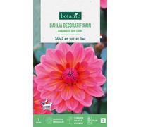 BOTANIC®-Bulbe de fleurs Dalhia nain double Chaumont sur Loire botanic - 1 bulbe