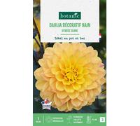 BOTANIC®-Bulbe de fleurs Dalhia nain double Vendée Globe botanic - 1 bulbe