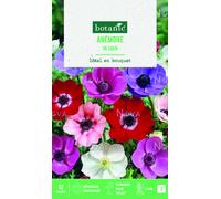 BOTANIC®-Bulbes de fleurs Anémone simples de Caen en mélange botanic - 12 bulbes
