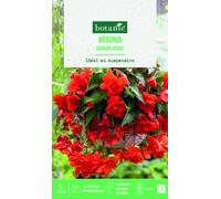 BOTANIC®-Bulbes de fleurs Bégonia Cascade rouge botanic - 3 bulbes