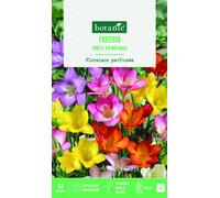 BOTANIC®-Bulbes de fleurs Freesia simple mix botanic - 32 bulbes