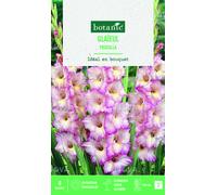 BOTANIC®-Bulbes de fleurs Glaïeul grandes fleurs Priscilla botanic - 8 bulbes