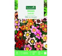 BOTANIC®-Bulbes de fleurs Sparaxis tricolor en mélange botanic - 25 bulbes