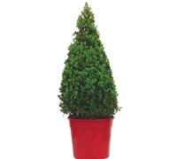 BOTANIC®-Buxus Micro Faulkner - Pot de 12L