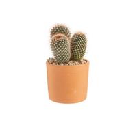 BOTANIC®-Cactus mix en pot terre cuite, diamètre 10 cm