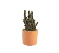 BOTANIC®-Cactus mix en pot terre cuite diamètre 20 cm
