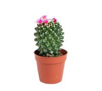 BOTANIC®-Cactus varié botanic en pot - diamètre 5,5 cm