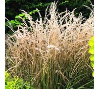 BOTANIC®-Calamagrostide Avalanche vert botanic. Le pot de 2 litres