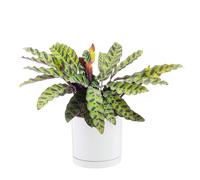 BOTANIC®-Calathea Lancifolia vert en pot blanc émaillé botanic. Le pot diamètre 18 cm