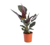 BOTANIC®-Calathéa Varié H. 75 cm pot D.19 cm