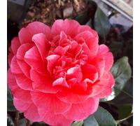 BOTANIC®-Camélia Japonais en pot de 15 litres