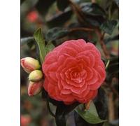 BOTANIC®-Camélia Japonica variée 40/50. Le pot de 4 litres