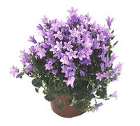 BOTANIC®-Campanula Get Me bleue - Le pot de 10.5 cm