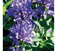 BOTANIC®-Campanula Glomerata - Le pot de 9 x 9 cm