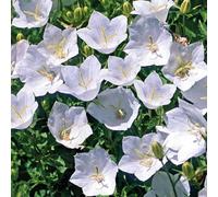BOTANIC®-Campanule des Carpates blanche - Le pot de 9 x 9 cm