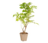 BOTANIC®-CAMPSIS MADAME GALEN. Le pot de 1,3 litres