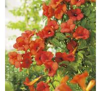BOTANIC®-CAMPSIS MADAME GALEN. Le pot de 3 litres
