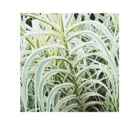 BOTANIC®-Canne de Provence pot 3 de litres