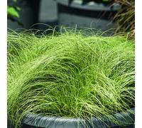 BOTANIC®-Carex comans Frosted Curls vert botanic. Le pot de 1 litre