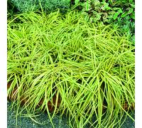 BOTANIC®-Carex Oshimensis Evergold jaune botanic. Le pot de 4 litres