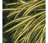 BOTANIC®-Carex Oshimensis Evergold jaune en pot de 2 L
