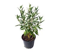 BOTANIC®-Caryopteris Clandonensis Heavenly Blue - Pot de 4L