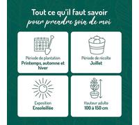 BOTANIC®-Cassissier Andega Bio. Le pot de 5 litres