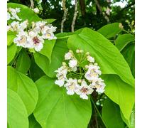 BOTANIC®-Catalpa commun botanic vert. Le pot de 10 litres