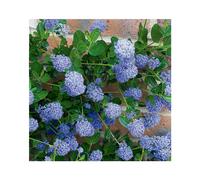 BOTANIC®-Ceanothe Skylark en pot de 3 litres