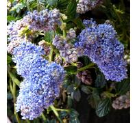 BOTANIC®-Ceanothe Thyrsiflorus en pot de 7 litres
