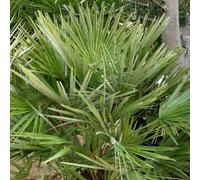 BOTANIC®-Chamaerops Humilis vert 3 troncs en pot de 230 L