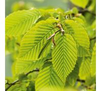 BOTANIC®-Charme commun (Charmille) vert. Le pot de 3 litres