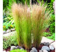BOTANIC®-Cheveux-d'Ange botanic. Le pot de 4 litres