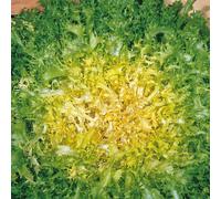 BOTANIC®-Chicoree Frisee Myrna Bio. La barquette de 12 plants