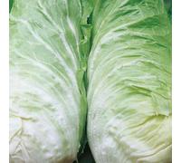 BOTANIC®-Chicoree Pain De Sucre Vespero Bio. La barquette de 12 plants