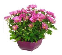 BOTANIC®-Chrysanthème multifleurs - La coupe de 35 cm
