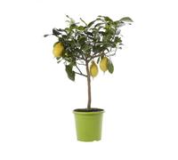 BOTANIC®-Citronnier. Le pot de 5 litres