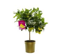BOTANIC®-Citronnier. Le pot de 5 litres