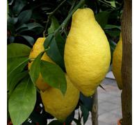 BOTANIC®-Citronnier. Le pot de 7 litres